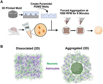 Emergent structural and functional properties of hippocampal multi-cellular aggregates